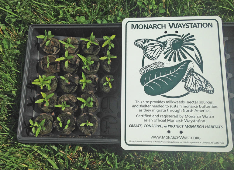 A monarch butterfly waystation in Vernon, VT.