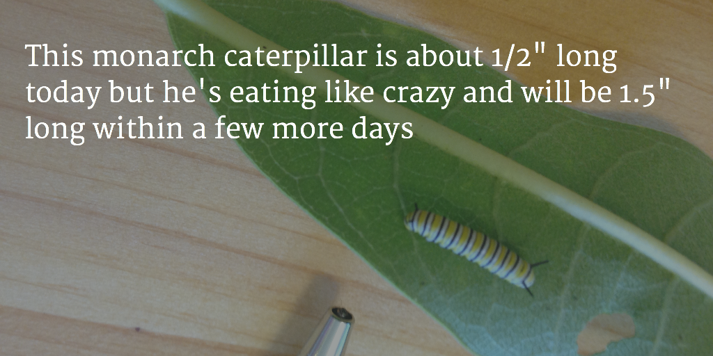 A baby monarch caterpillar