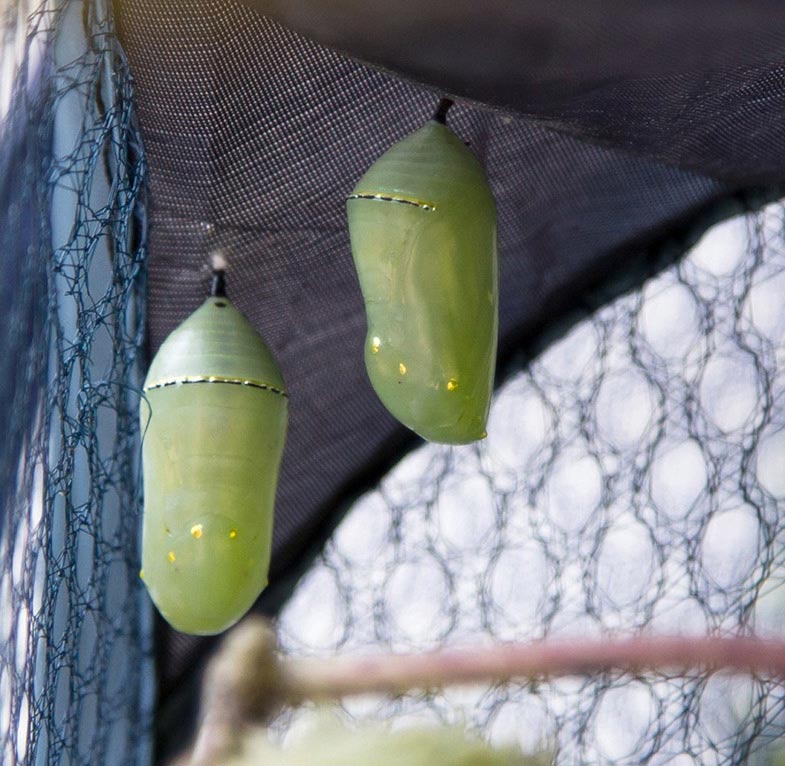 monarch butterfly chrysalises 