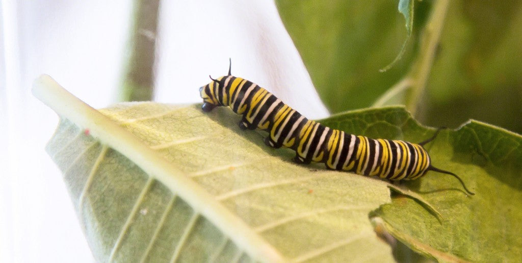 monarch caterpillar on milkweed