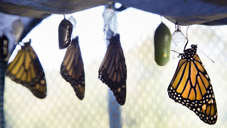 Monarch butterflies shortly after hatching