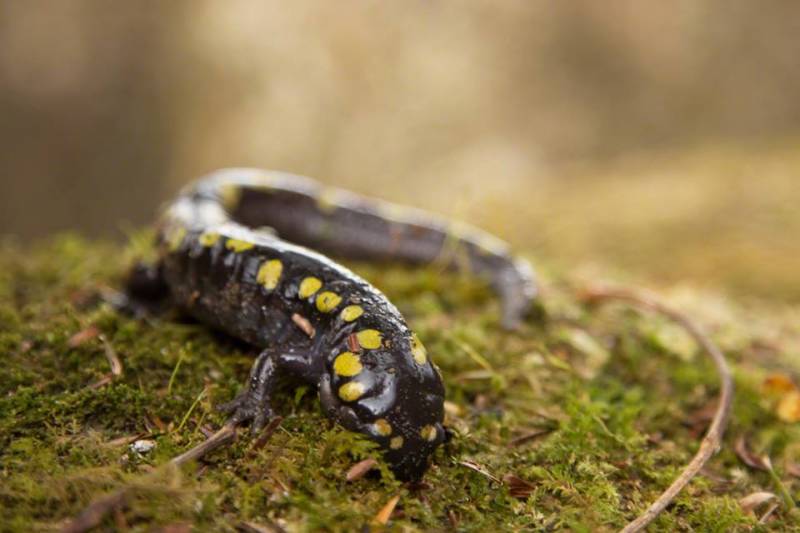 salamander-conservation