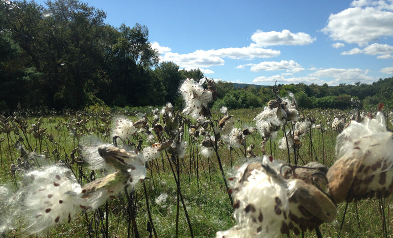 Planting milkweed in Vernon, Vermont | Restoring Monarch butterfly habitat