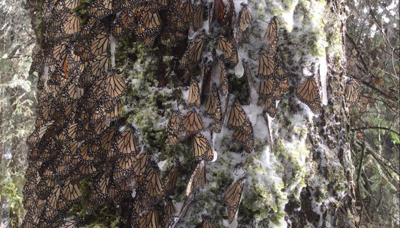 Catastrophic storm in Michoacan devastates Monarch Butterfly Population