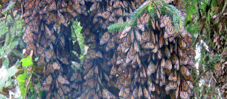 Clusters of monarch butterflies on an oyamel tree branch