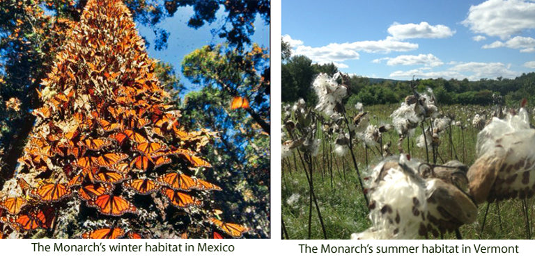 Conserving monarch butterfly habitat in Vermont and Mexico