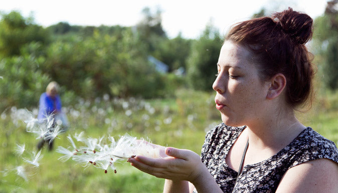 Harvesting milkweed pods