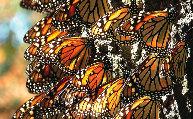 Monarchs over-wintering in Michoacan, Mexico, after completing their epic 3000 mile migration.