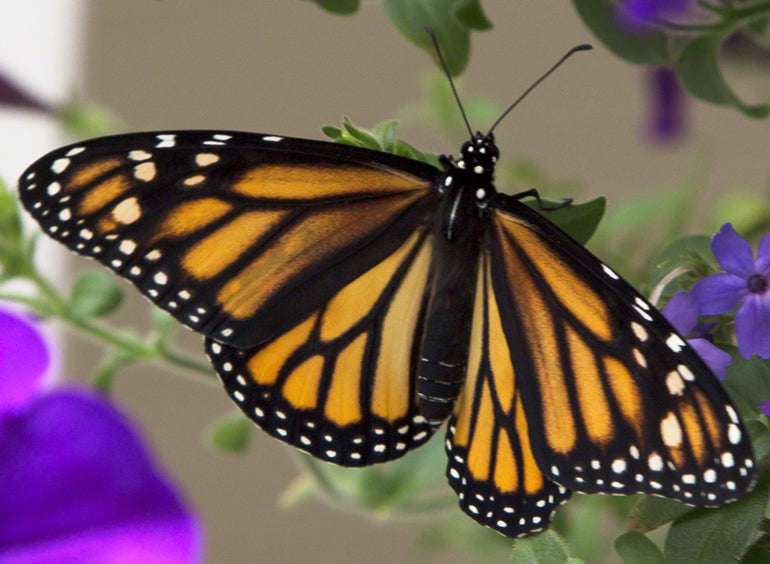 One of the monarchs we raised at Vermont Woods Studios last summer.