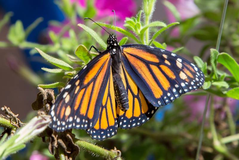 monarch butterflies