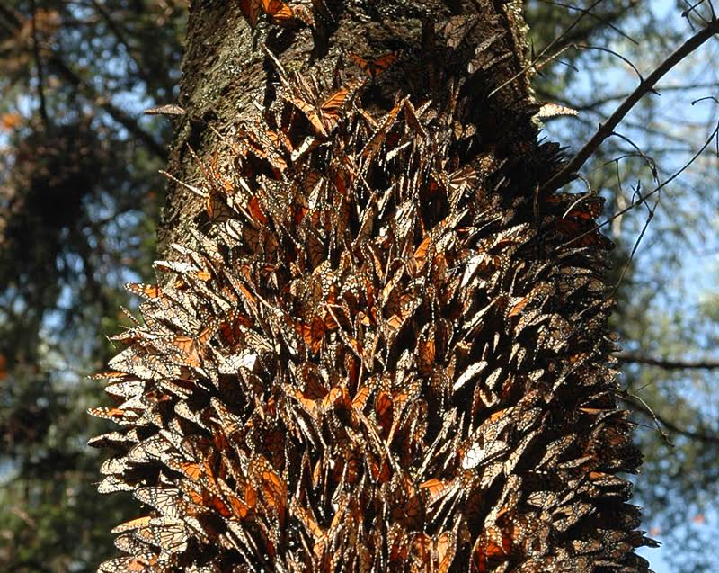 monarch butterflies