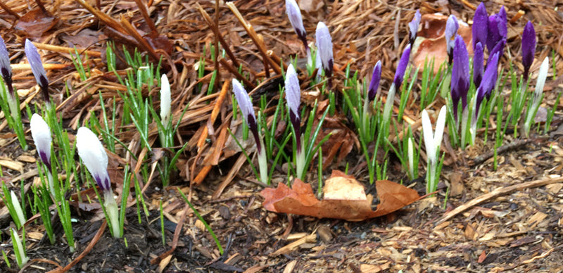 Spring flowers are starting to bloom at Stonehurst, a sustainable furniture store in Vermont