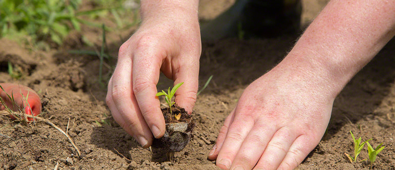 Plant a tree for Earth Day 2017