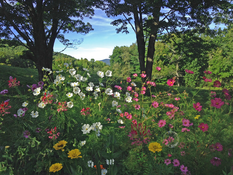 Nina's beautiful pollinator garden at Stonehurst | Vermont Woods Studios