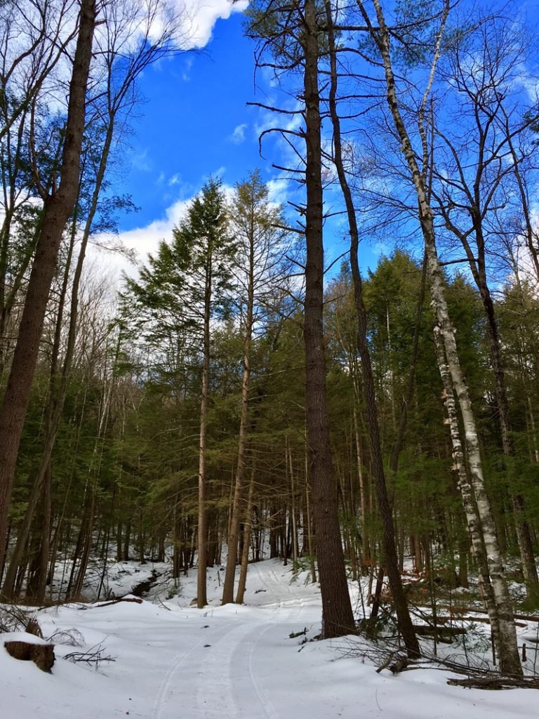 Softwood & hardwood trees at Stonehurst - both are used to fuel the outdoor wood boiler