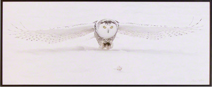 Snowy Owl & Mouse | Wildlife Photography Exhibit | Stonehurst Gallery | Vermont Woods Studios