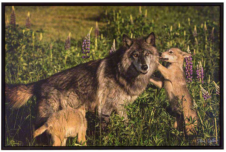 Spring Fling | Wolf Pups in Minnesota | Steve Upton | Vermont Woods Studios Gallery at Stonehurst