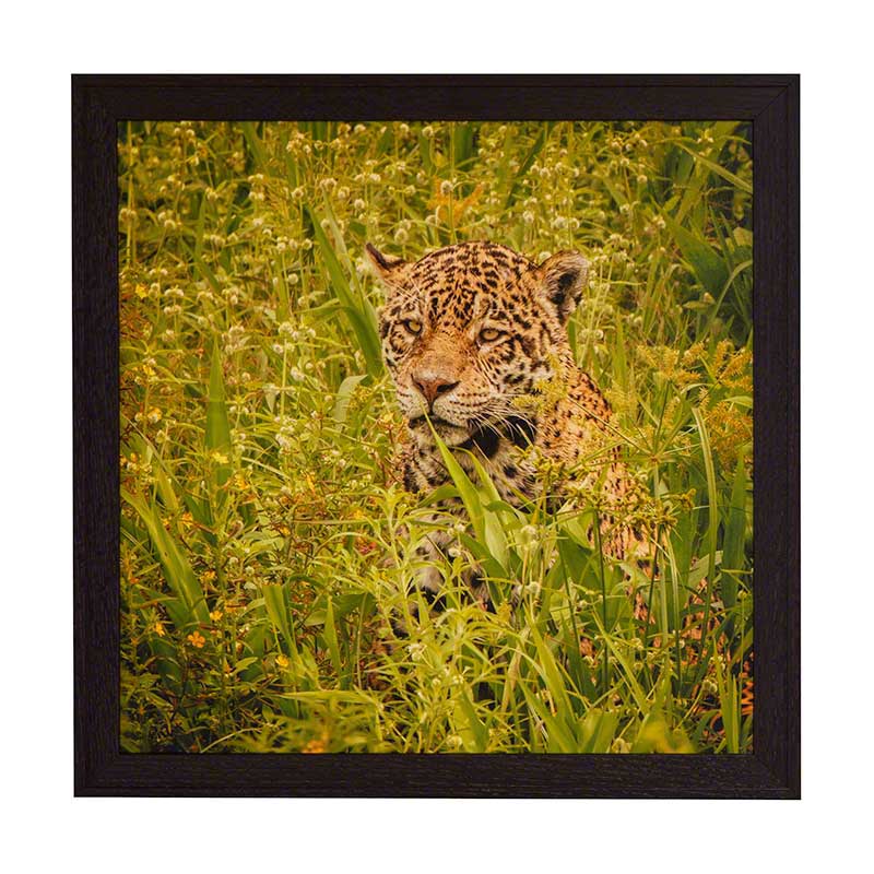 Jaguar in Reeds | Steve Upton | Stonehurst Gallery | Vermont Woods Studios