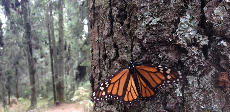 Earth Day 2016 - Trees for Monarchs