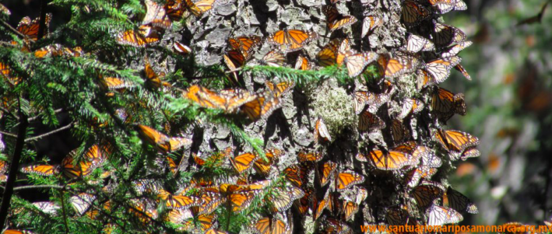 Monarchs Over-Wintering in Mexico | Vermont's Sustainable Furniture Store