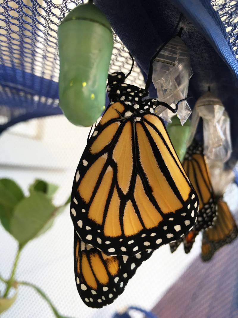Monarch Making a Comeback | Mesh Enclosure | Vermont Woods Studios