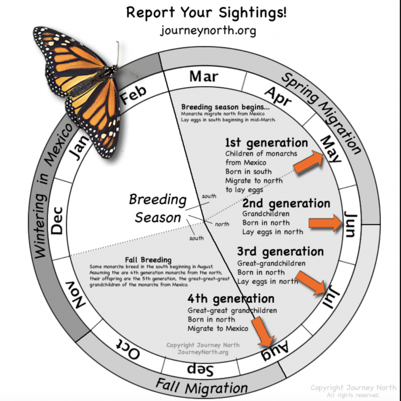 Monarch Making a Comeback | Citizen Science | Vermont Woods Studios