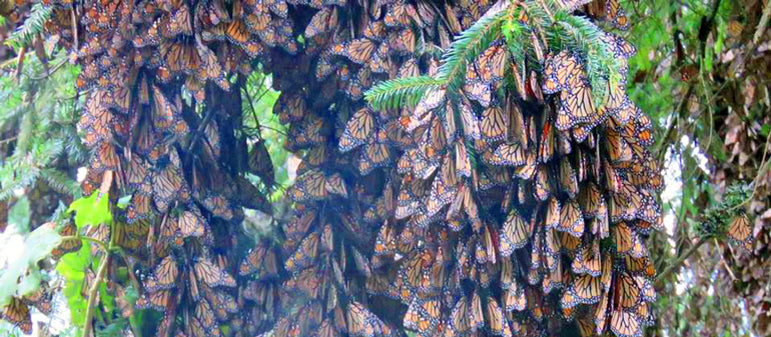 Monarch Butterflies Roosting in Mexico | Vermont Woods Studios | Sustainable Furniture