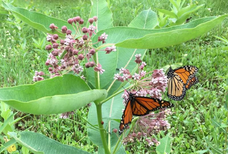 Monarch Butterflies in Milkweed Garden | Vermont Woods Studios