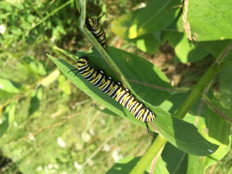 Monarch Caterpillars on Milkweed Plant | Saving the Monarch Butterfly