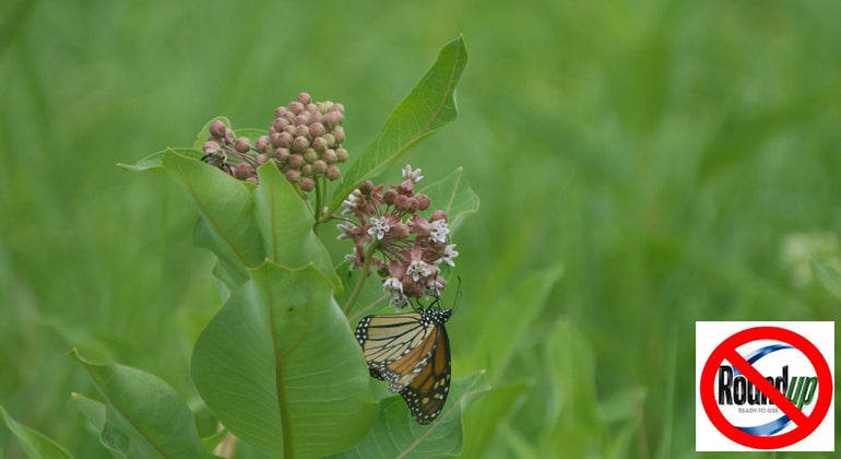 Saving the Monarch Butterfly | Milkweed Flower | Vermont Woods Studios