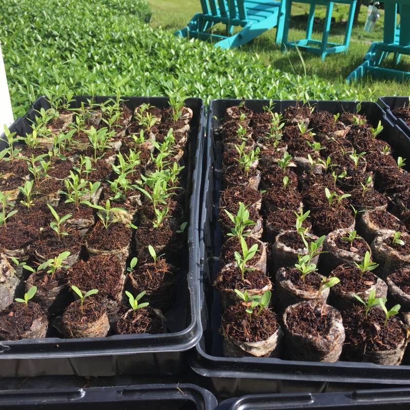 Milkweed Seedlings | How to Plant Milkweed | Saving the Monarch Butterfly