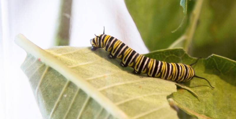 Don't Buy Caterpillars | Saving the Monarch Butterfly