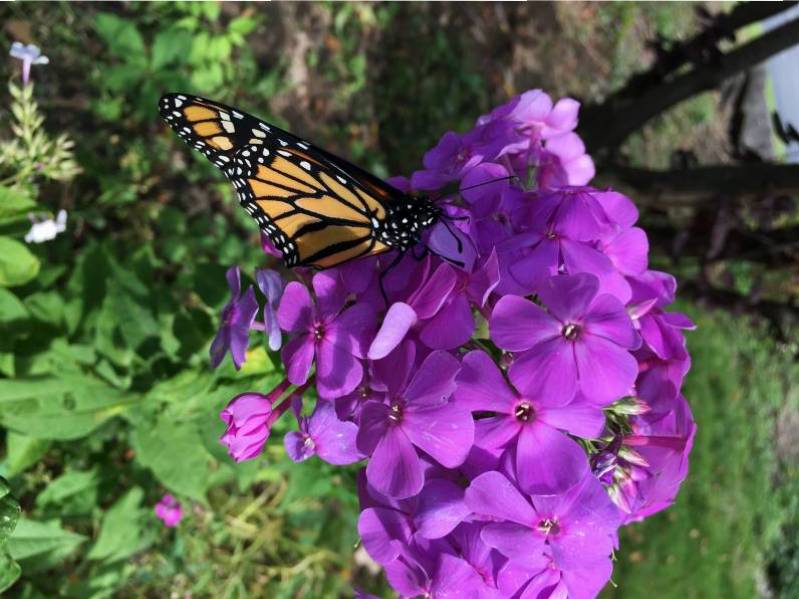 Monarch Butterfly on Purple Phlox Flower | Saving the Monarch Butterfly