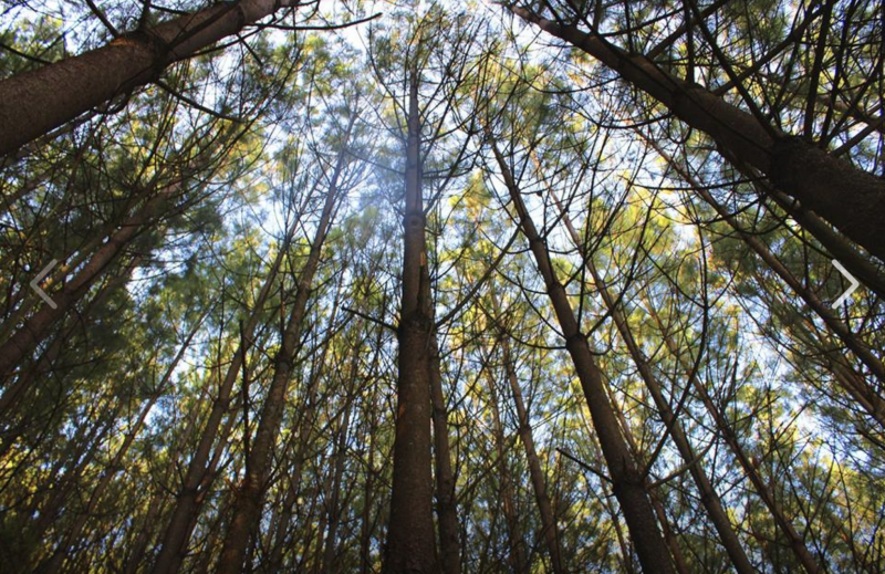 Pine trees that are flourishing in Michoacan, Mexico