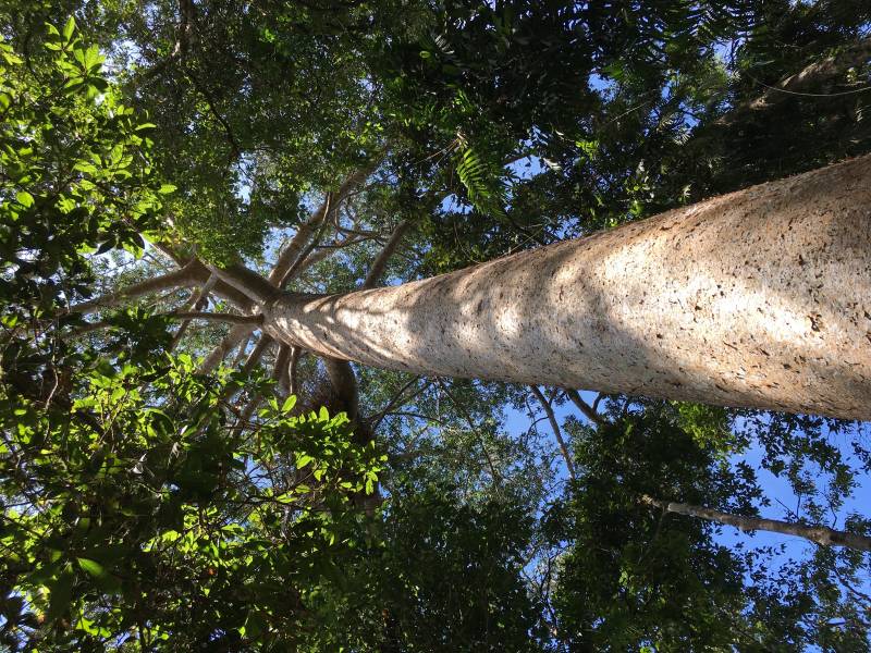 Forest Conservation | Tree | Vermont Woods Studios