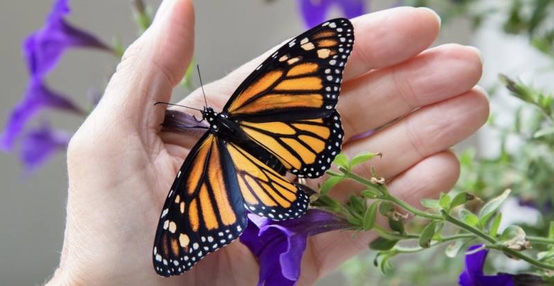 Monarch butterfly at Stonehurst in Vernon, VT