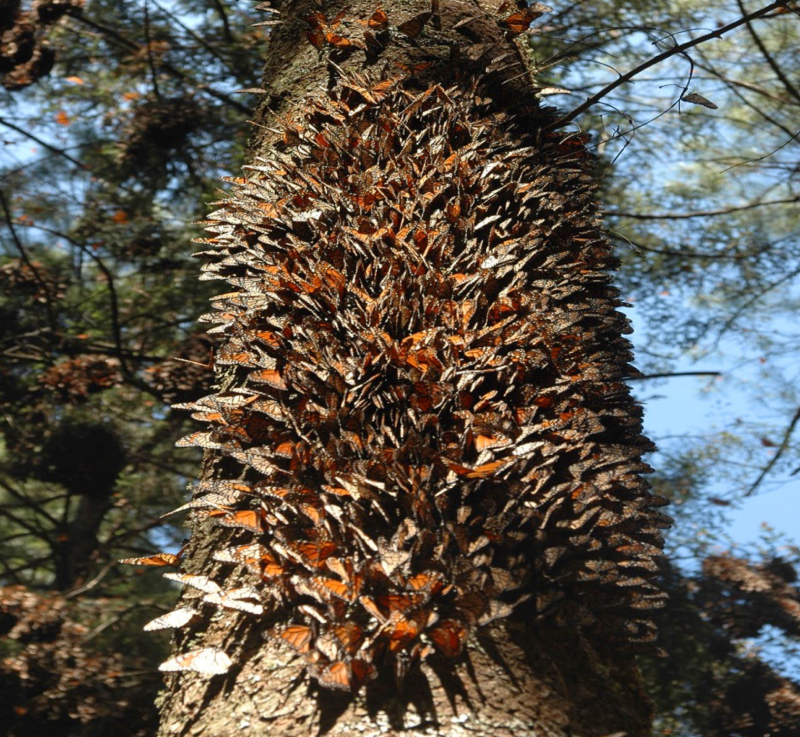 Help the Monarchs | Butterflies roosting on an oyamel tree in Central Mexico