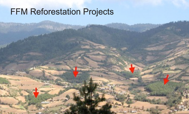 FFM Reforestation Projects in Mexico | Help the Monarchs