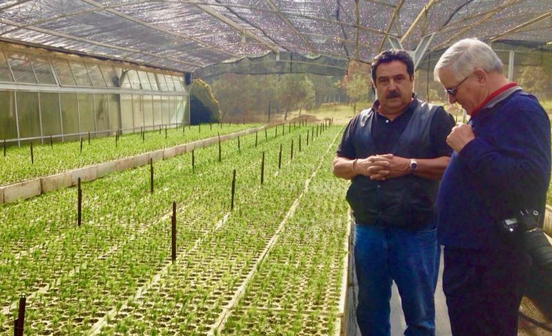 Jose Luis Alvarez and millions of tree seedlings in Mexico
