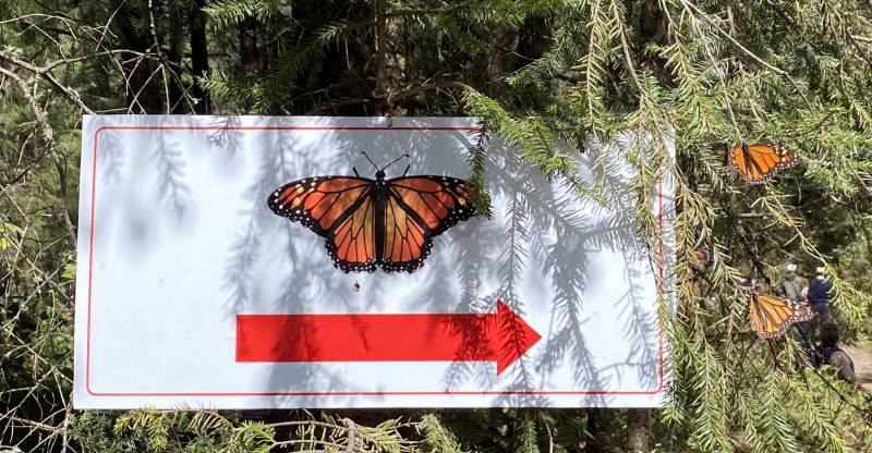 Monarch Butterfly Sign | El Rosario Sanctuary