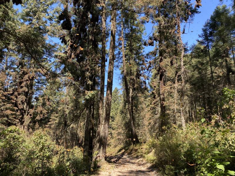 Oyamel Trees Laden with Millions of Monarchs