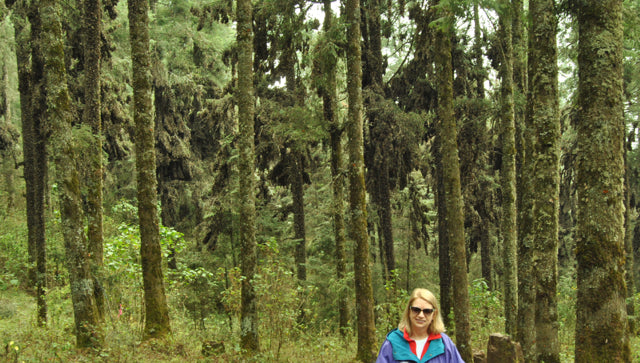 VWS founder Peggy Farabaugh stands in front of a forest of Oyamel trees in the Rosario Butterfly Sanctuary in Mexico