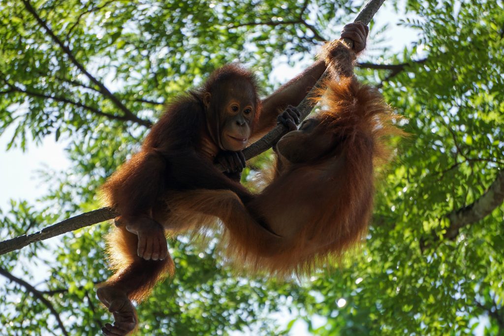 Two Orangutans playing by Stuart Jansen on Unsplash