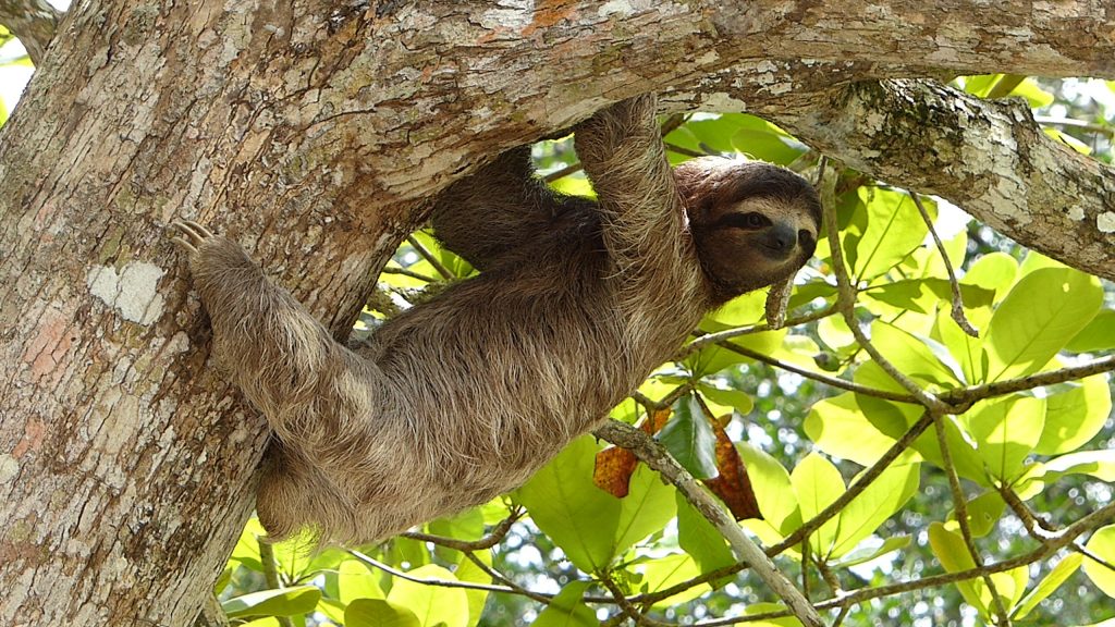 Sloths