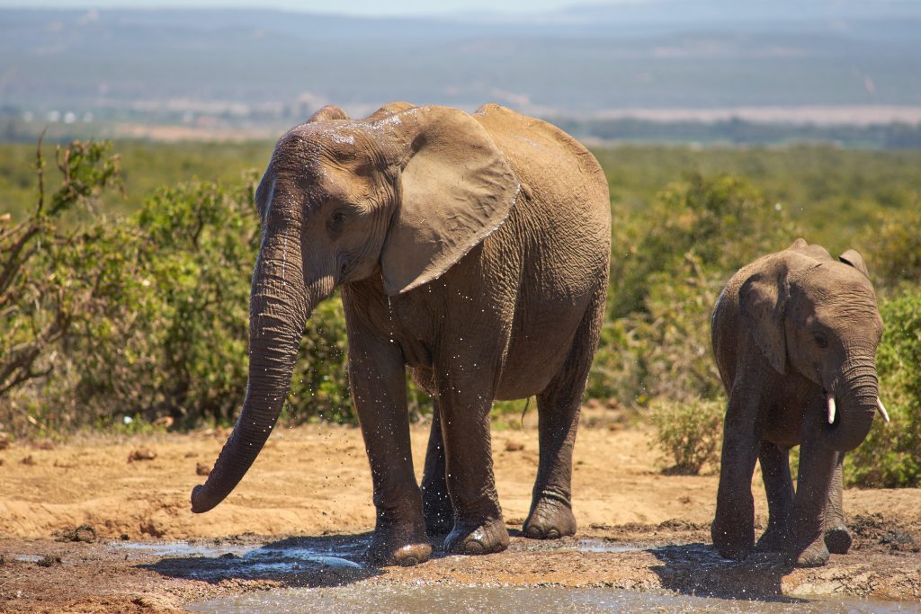 Elephants