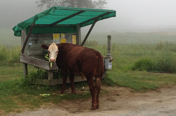 Cows produce methane, which is a more potent greenhouse gas than carbon dioxide