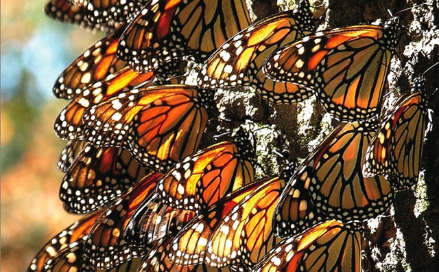 Photo of several monarch butterflies, captured by Dr. Sue Sill