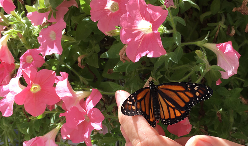 A Monarch butterfly feasts on the nectar of pink flowers