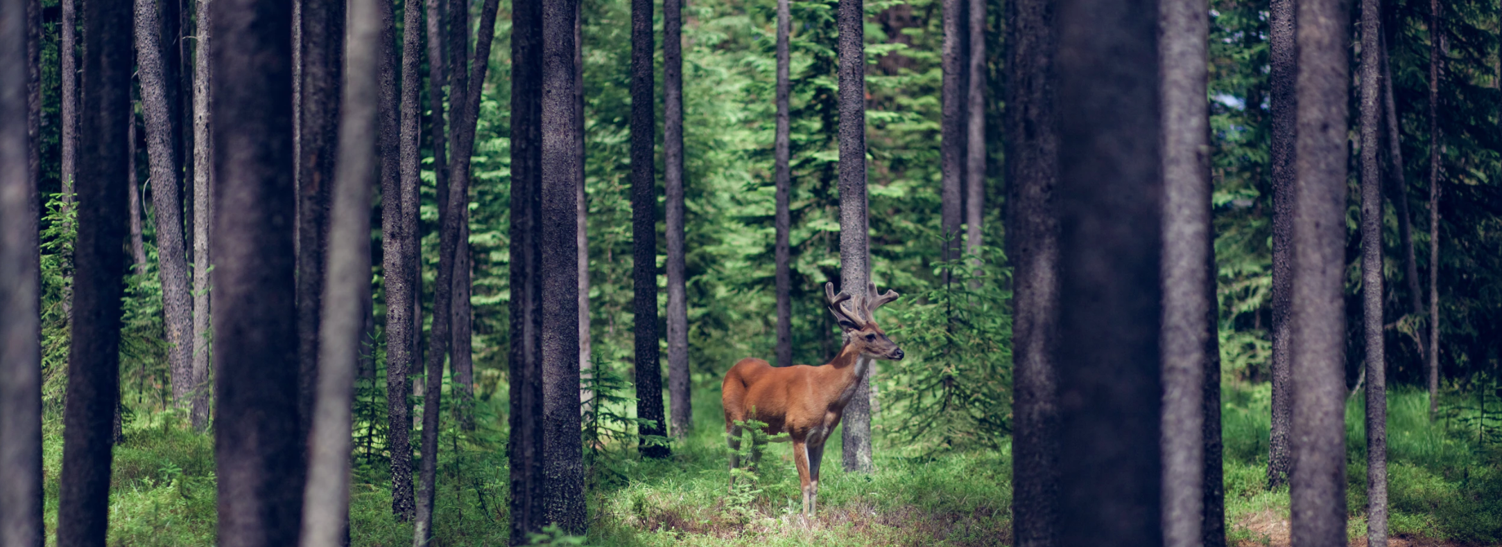 Trees Fight Climate Change & Create Habitat for Wildlife