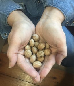 shagbark hickory nuts